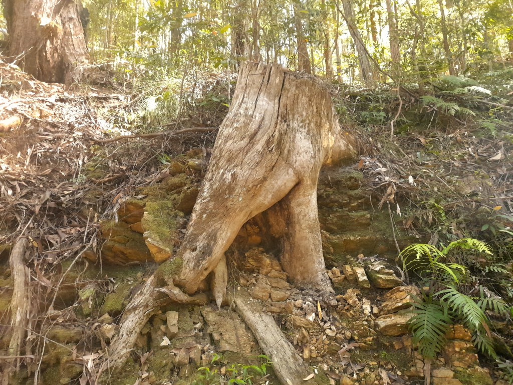 Down to the&nbsp;bones