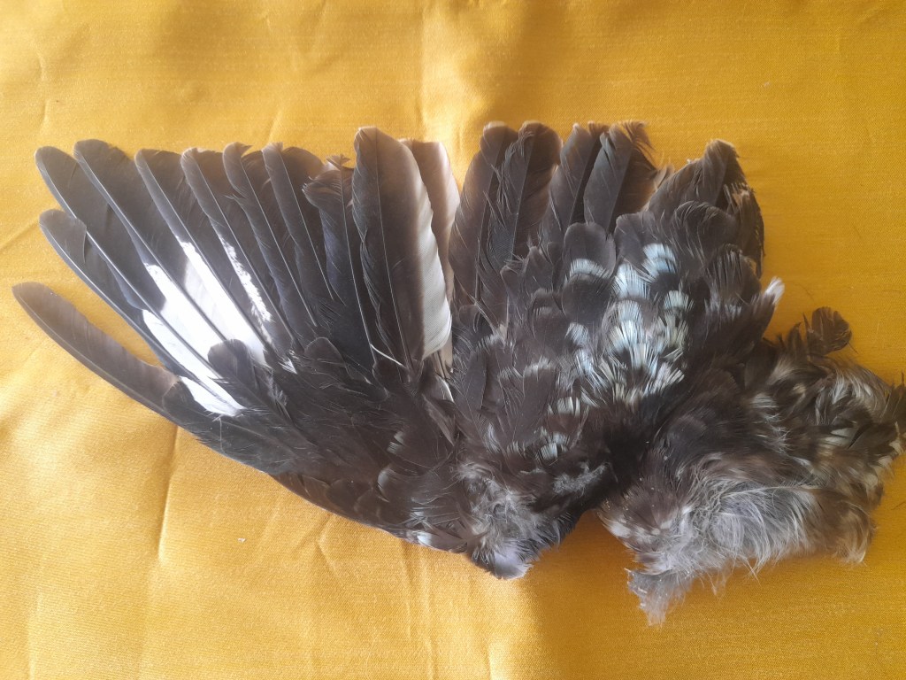 Inspiration post – Kookaburra&nbsp;energy